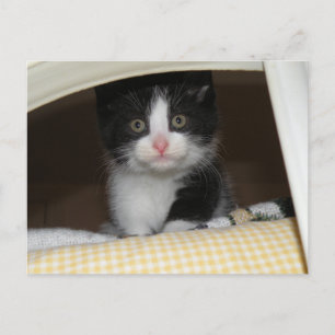Carte Postale chaton Tuxedo