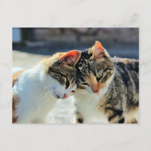 Carte Postale Chatons