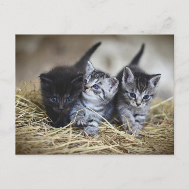 Carte Postale Chatons (Devant)