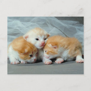 Carte Postale Chatons à fourrure orange
