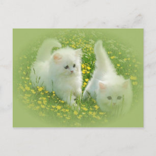 Carte Postale chatons blancs et fleurs vertes