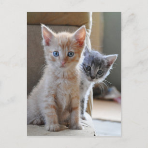 Carte Postale Chatons curieux