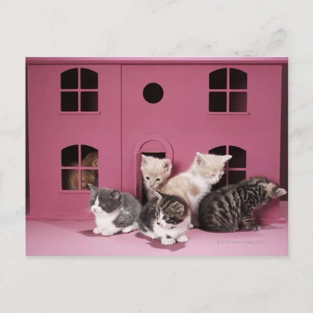 Carte Postale Chatons dans la maison de poupée (Devant)