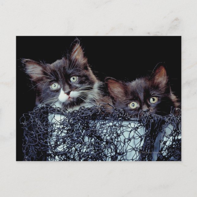 Carte Postale Chatons dans le conteneur (Devant)