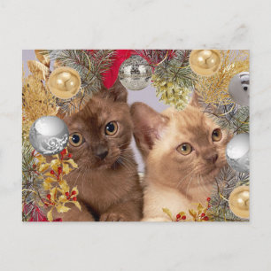 Carte Postale Chatons de Noël Chats de vacances