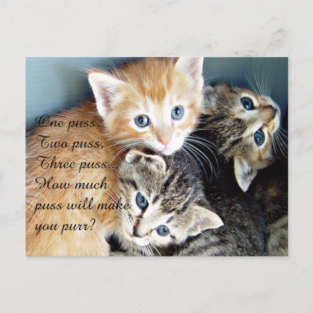 Carte Postale Chatons Mignons (Devant)