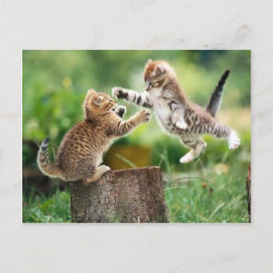 Carte Postale Chatons norvégiens de forêt