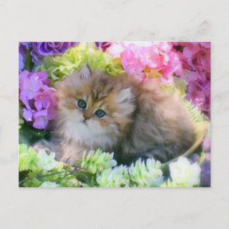 Carte Postale Chatons précieux Fluffy Chats Animaux