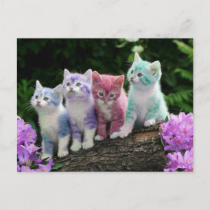 Carte Postale chatons rencontre kleur