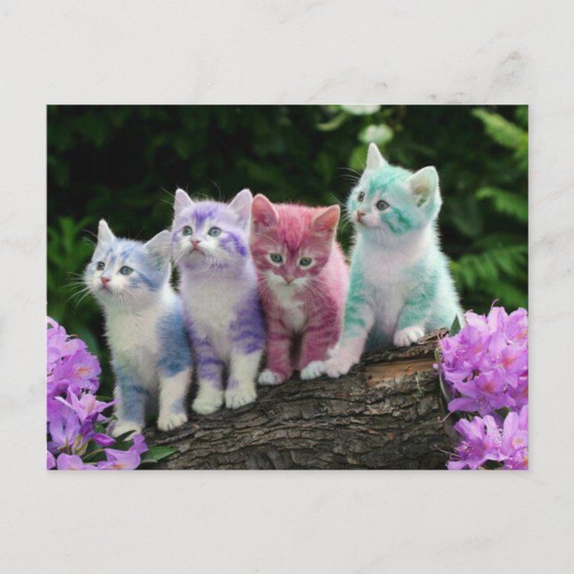 Carte Postale chatons rencontre kleur (Devant)
