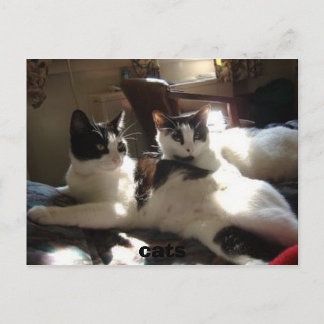 Carte Postale chats (Devant)