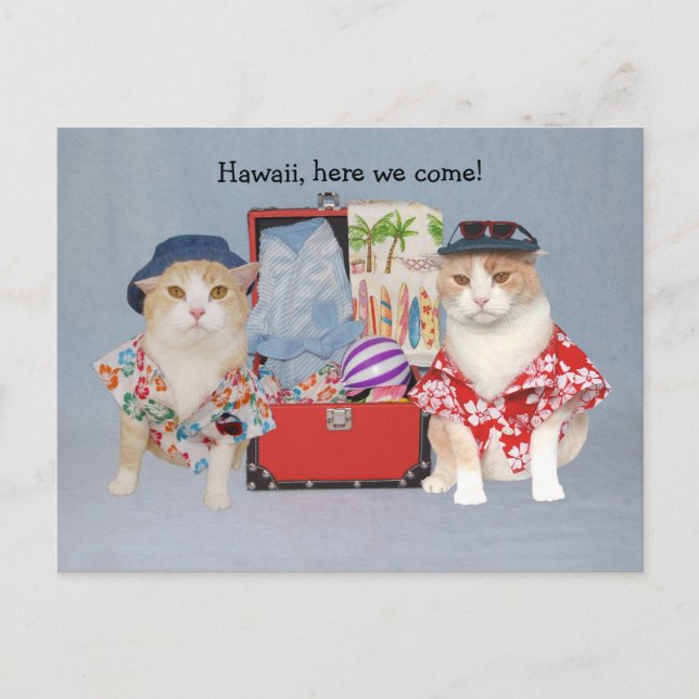 Carte Postale Chats amusants en croisière (Devant)