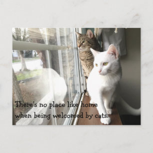 Carte Postale Chats assis près de la fenêtre