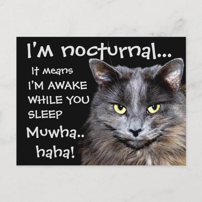 Carte Postale Chats Badass (Devant)