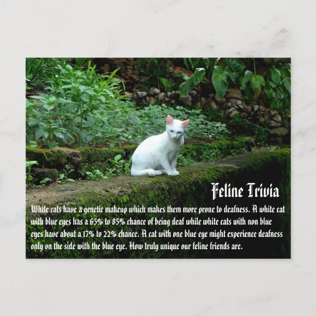 Carte Postale Chats Blancs (Devant)