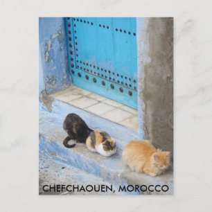 Carte Postale Chats, Chefchaouen, Maroc