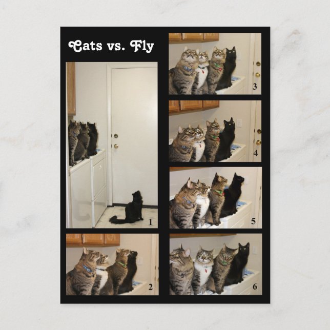 Carte postale Chats contre vol (Devant)