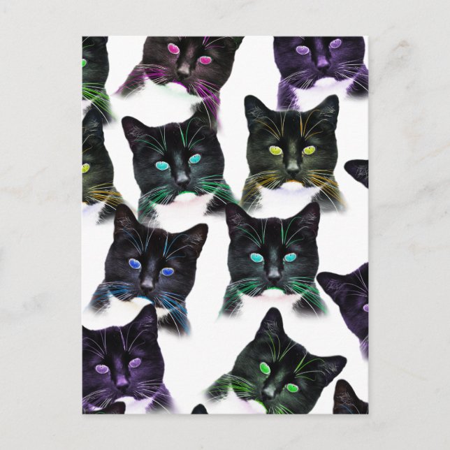 Carte Postale Chats cool (Devant)