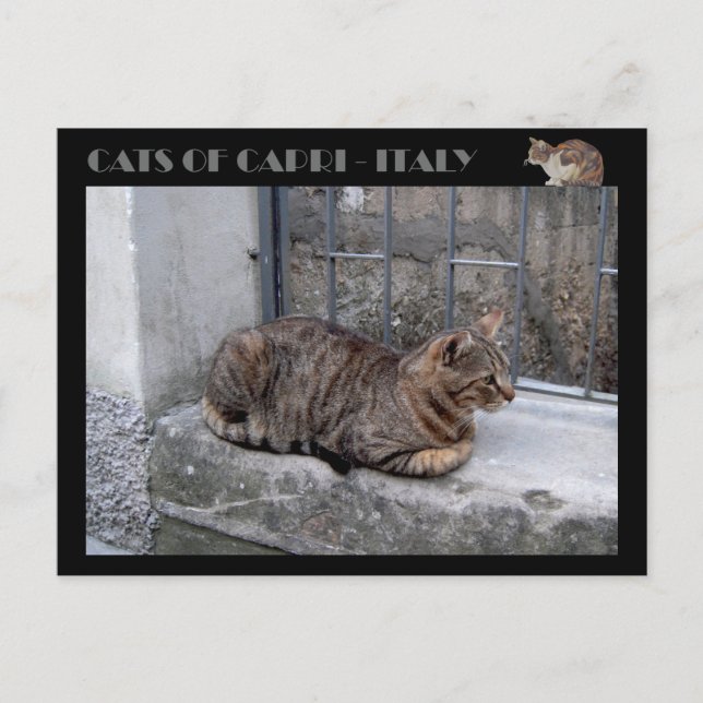 Carte Postale Chats de Capri, chat tabby - Italie (Devant)