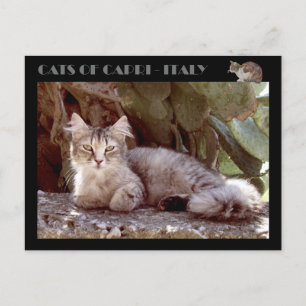 Carte Postale Chats de Capri - Italie