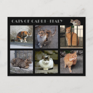 Carte Postale Chats de Capri - Italie