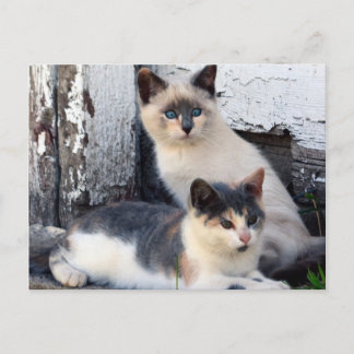 Carte Postale Chats de grange