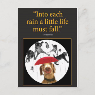 Carte Postale Chats en pluie !