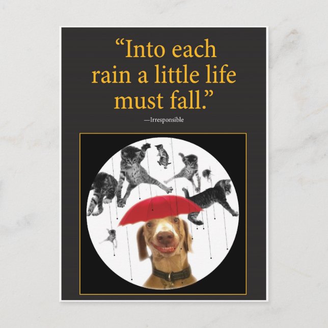 Carte Postale Chats en pluie ! (Devant)