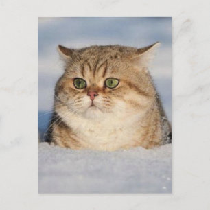 Carte Postale chats_et_neige7