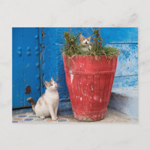 Carte Postale Chats jouant à Rabat, Maroc