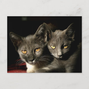 Carte postale Chats mère et enfant