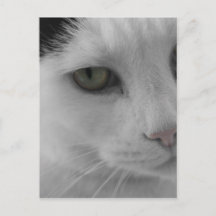 Chats noir et blanc face