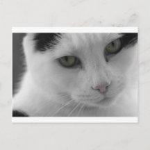 Chats noir et blanc face