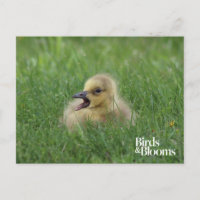 Chauffage à l'oie canadienne