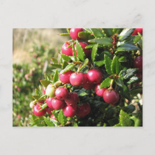 Carte Postale Chaura, Isla Navarino, Chili