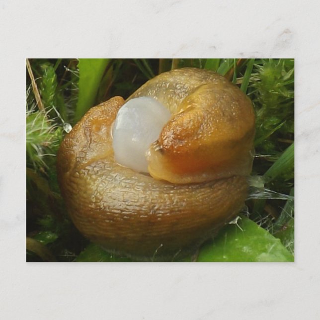 Carte Postale Chaussures d'accouplement (Devant)