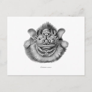 Carte Postale Chauve-souris à visage étincelant