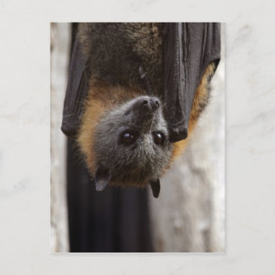 Carte Postale Chauve-souris australienne