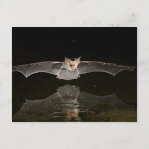Carte Postale Chauve-souris buvant en vol, Arizona
