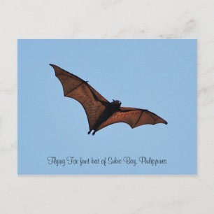 Carte Postale Chauve-souris de renard volant de Subic Bay