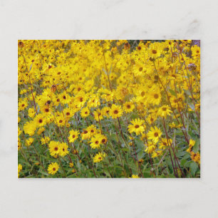Carte Postale Cheerful Field Of Yellow Flowers