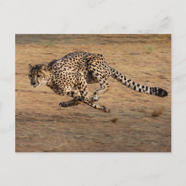 Carte Postale Cheeta (Devant)
