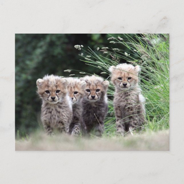 Carte Postale Cheetah (Devant)