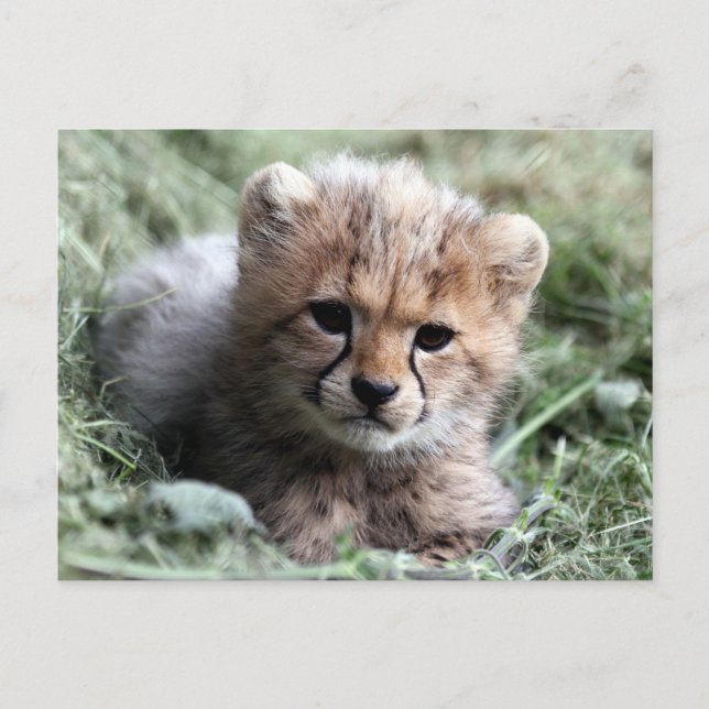 Carte Postale Cheetah (Devant)
