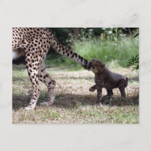 Carte Postale Cheetah