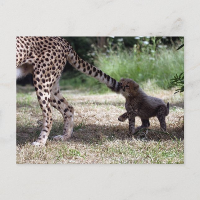 Carte Postale Cheetah (Devant)