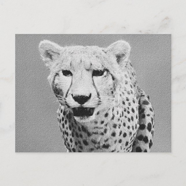 Carte Postale Cheetah (Devant)