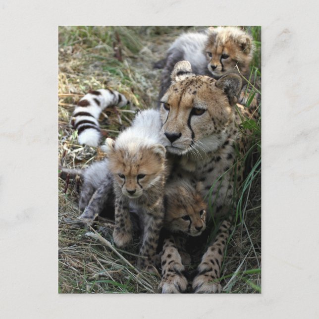 Carte Postale Cheetah (Devant)