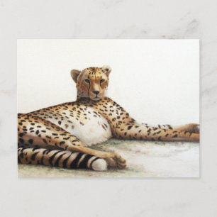 Carte Postale Cheetah