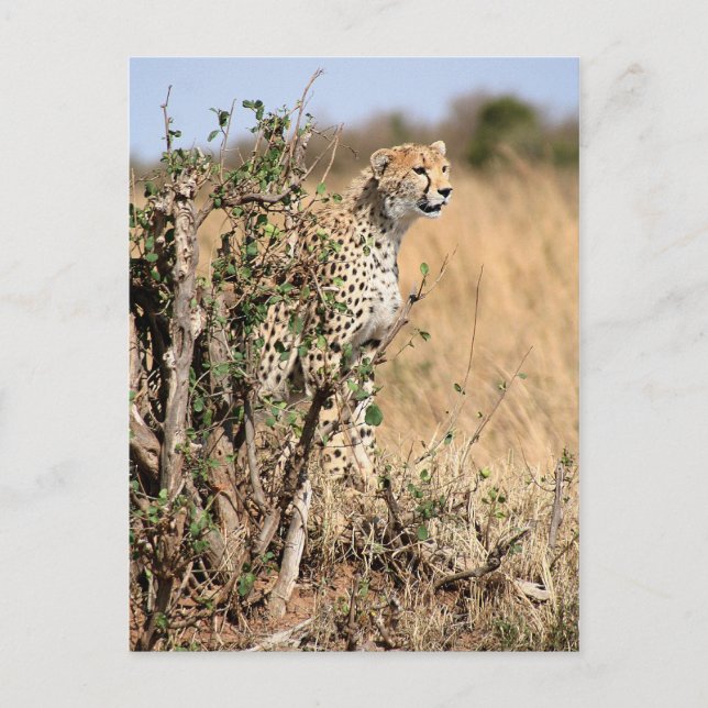 Carte Postale Cheetah (Devant)
